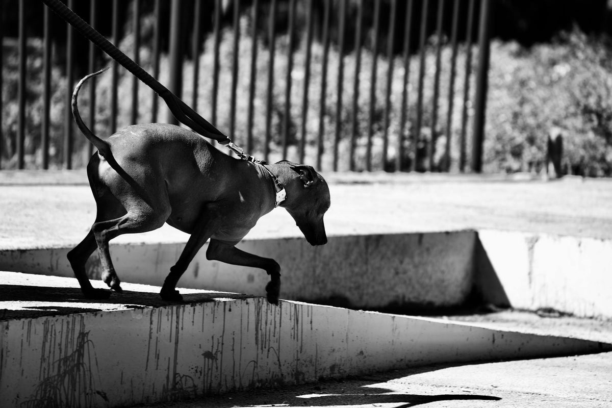 A grayscale image capturing a dog walking on a concrete path, highlighting its sleek form and shadow.